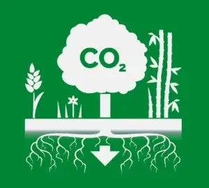 Strektegning som skal vise fremsitlling av karbonfangst. Et stort tre i senter med ordet "Co2" på, stående på en flate med røtter som gror langt nedover i jordsmonnet. Til høyre for treet er inustrative bambusstenger med bladet og til venstre illustrasjoner av gress og korn.