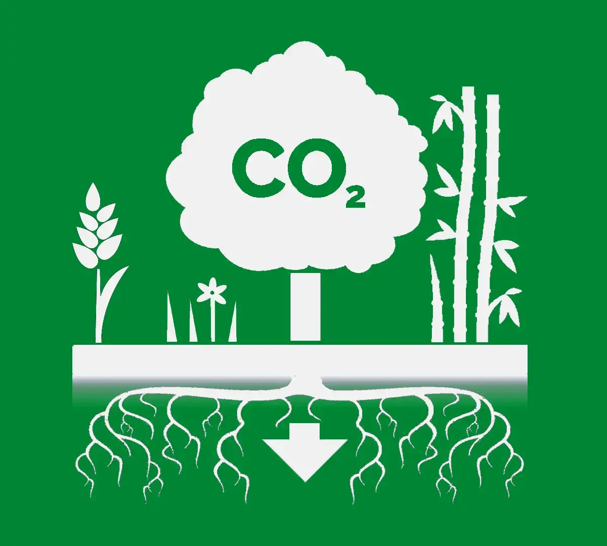 Strektegning som skal vise fremsitlling av karbonfangst. Et stort tre i senter med ordet "Co2" på, stående på en flate med røtter som gror langt nedover i jordsmonnet. Til høyre for treet er inustrative bambusstenger med bladet og til venstre illustrasjoner av gress og korn.